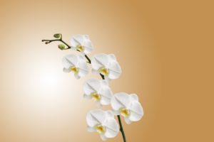 orchideje