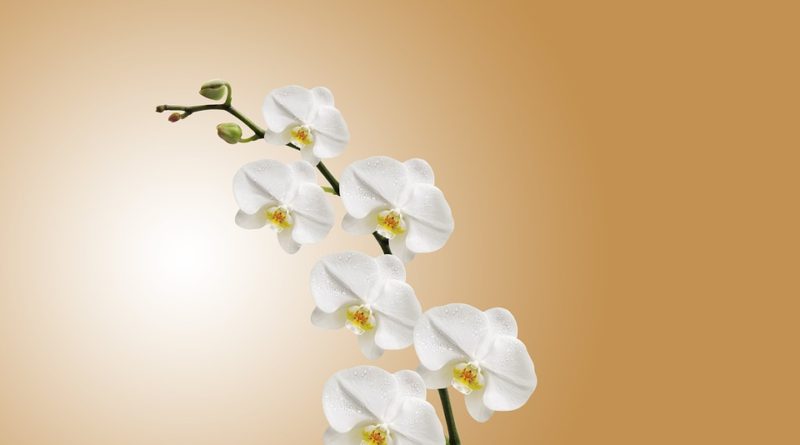 orchideje