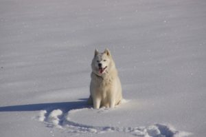 Jaká psí plemena milují zimu a jaká naopak nikoli?