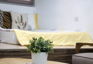 Pokojové rostliny do ložnice, které perfektně pročistí vzduch