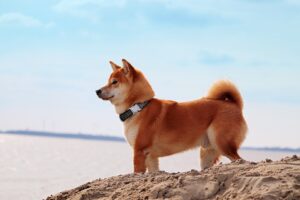 Kolik stojí Shiba Inu i s papíry?