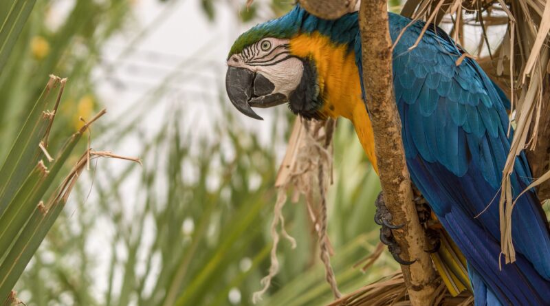 Nejlepší zoologické zahrady v ČR pro milovníky exotických ptáků